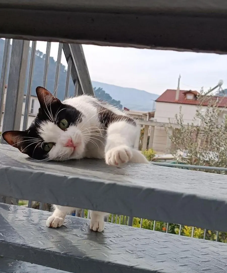 Guesthouse Eva Suite Berat Apartment